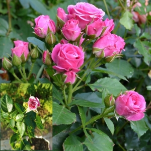 Роза Лавли Лидия