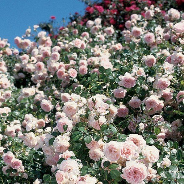 Роза Лавли Мейян 3