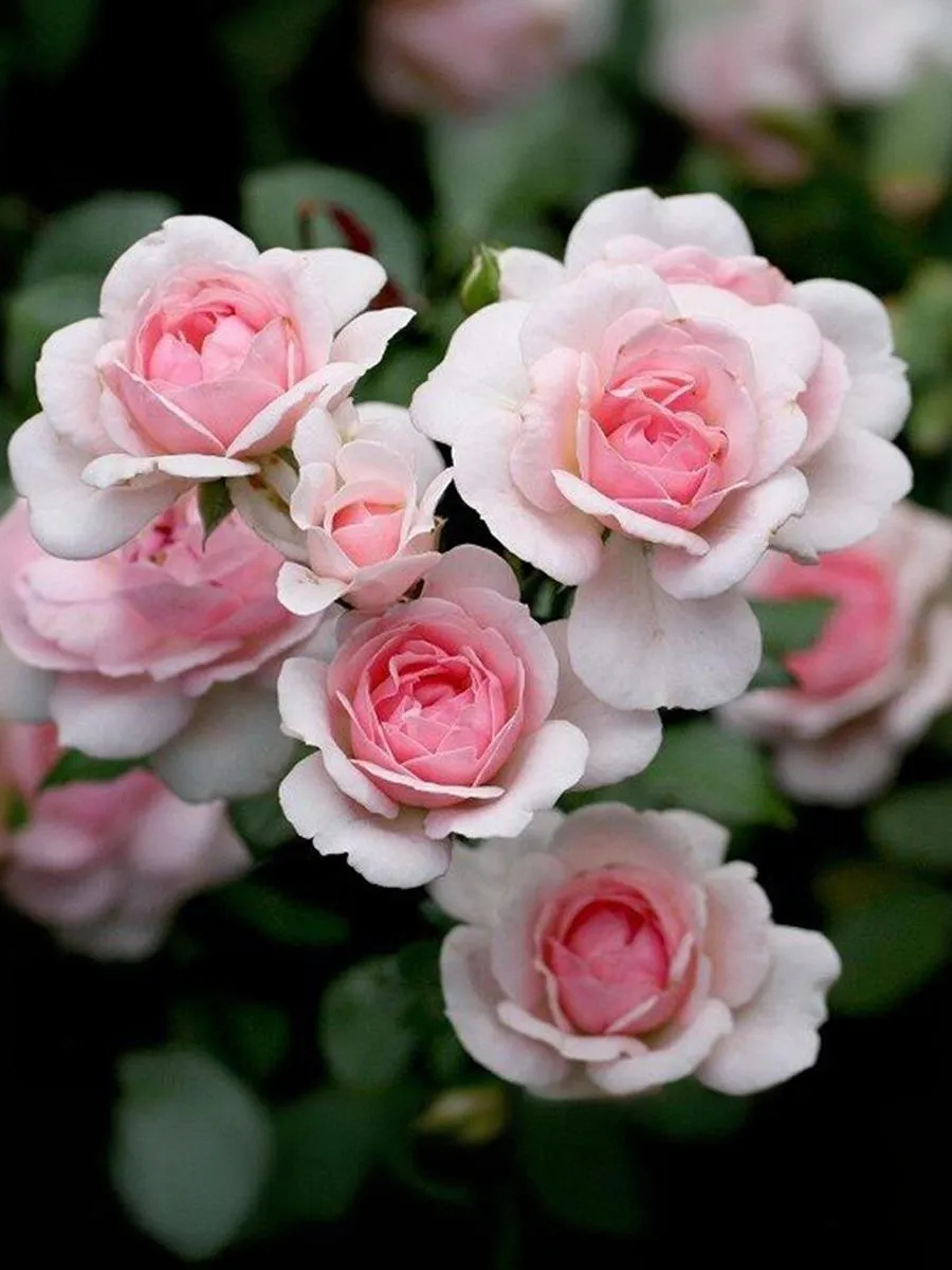 Роза Лавли Мейян 4