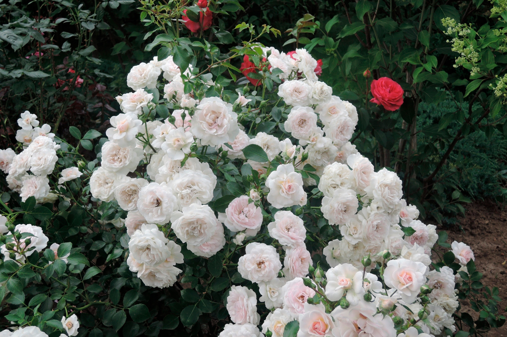 Роза Лавли Мейян 6