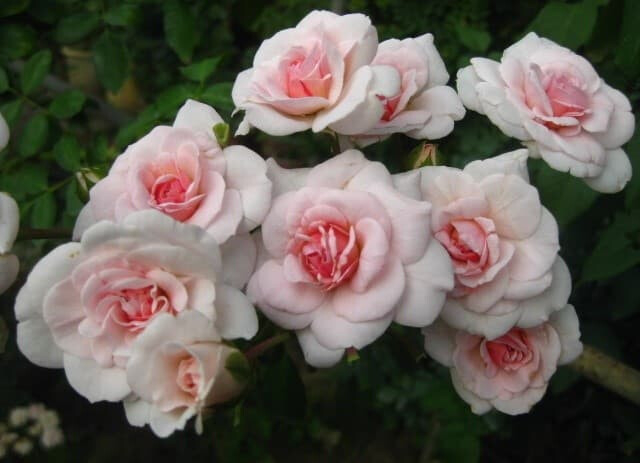 Роза Лавли Мейян 7