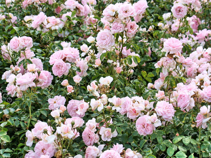 Роза Лавли Мейян 8