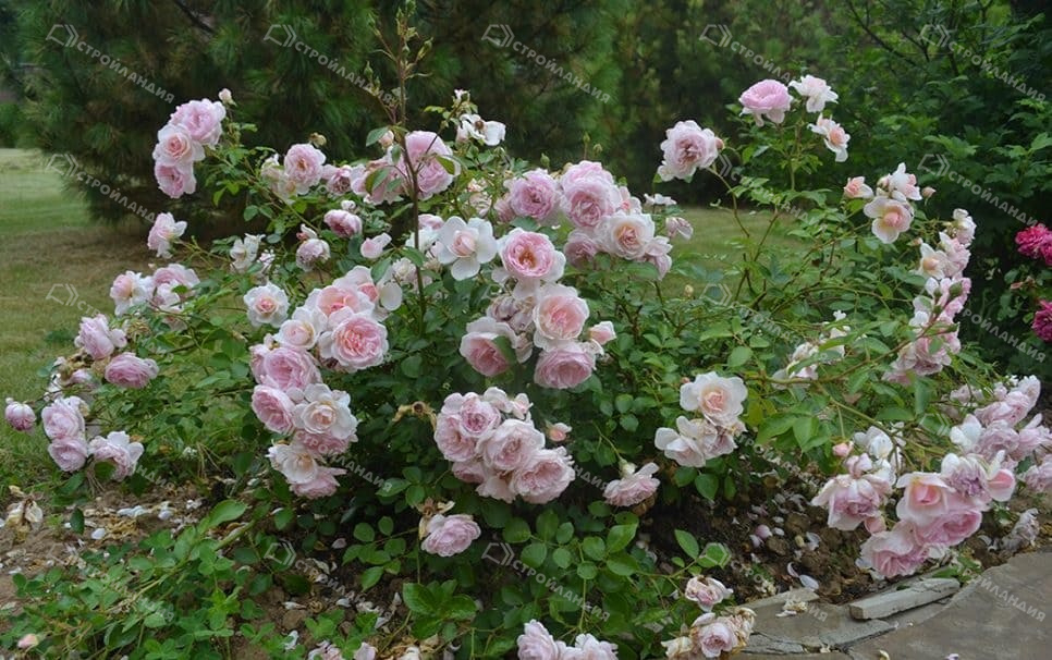 Роза Лавли Мейян