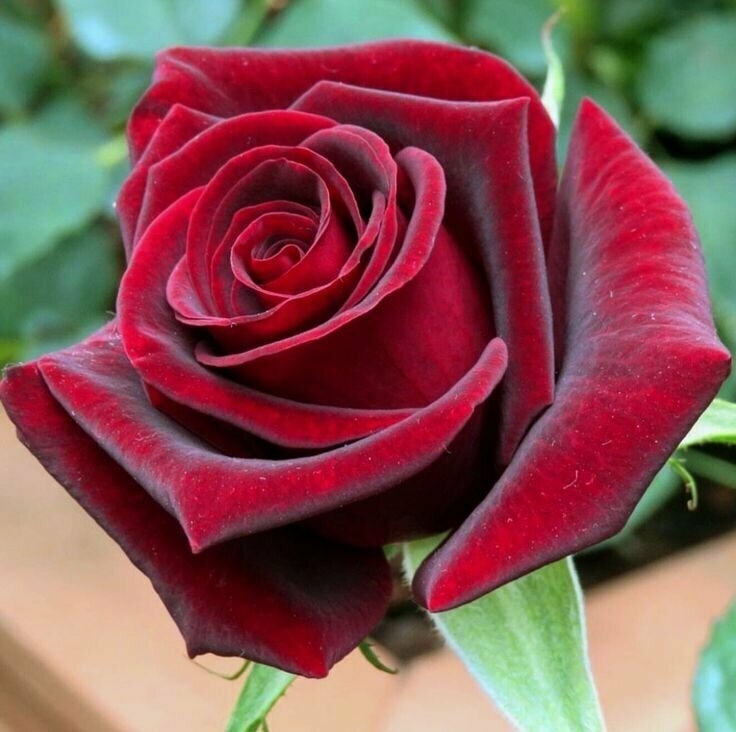 Роза Лавли Ред 2