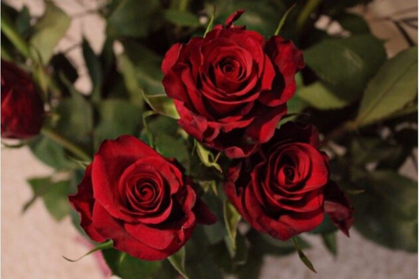 Роза Лавли Ред