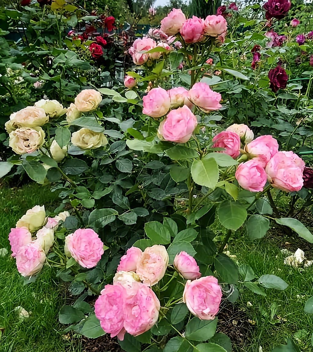 Роза Лавли Рококо 2