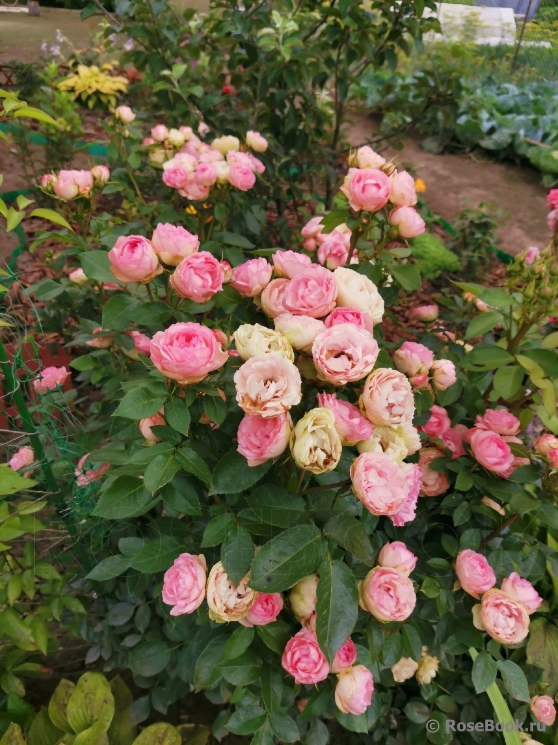 Роза Лавли Рококо 3