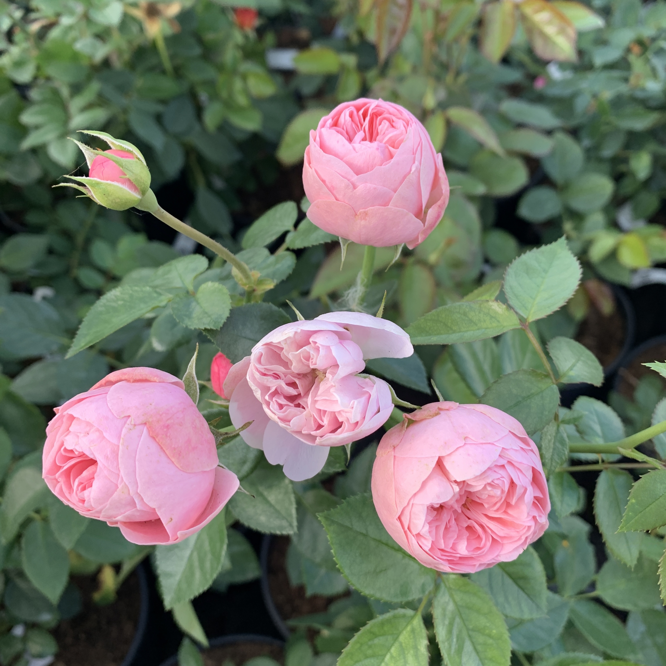 Роза Лавли Рококо 4