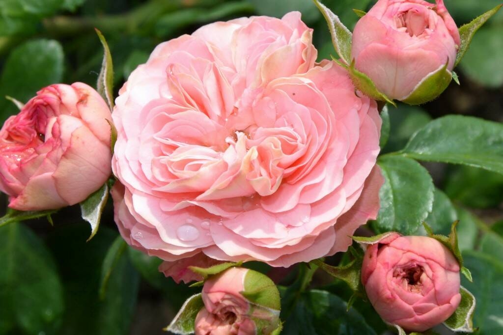 Роза Лавли Рококо