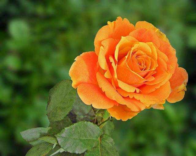 Роза Лайт Оранж 2