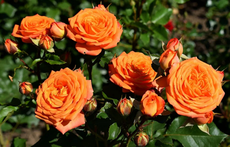 Роза Лайт Оранж 6