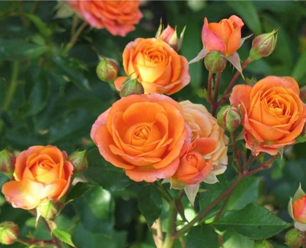 Роза Лайт Оранж