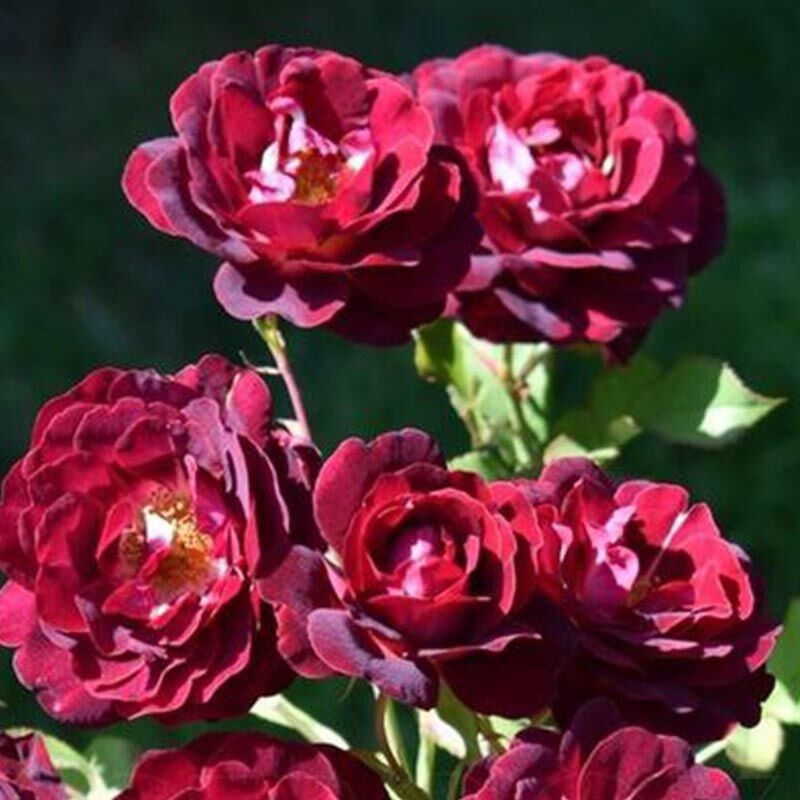 Роза Леа Меж 4