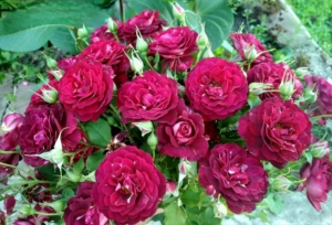 Роза Леа Меж