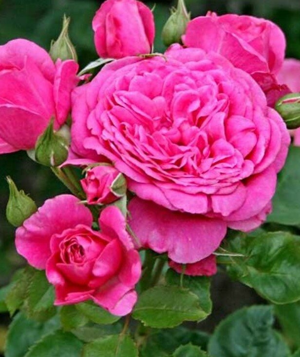 Роза Леа Ренессанс 2