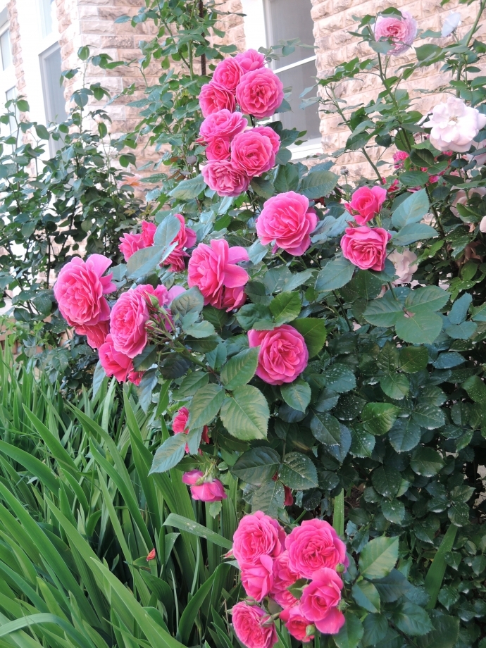 Роза Леа Ренессанс 3