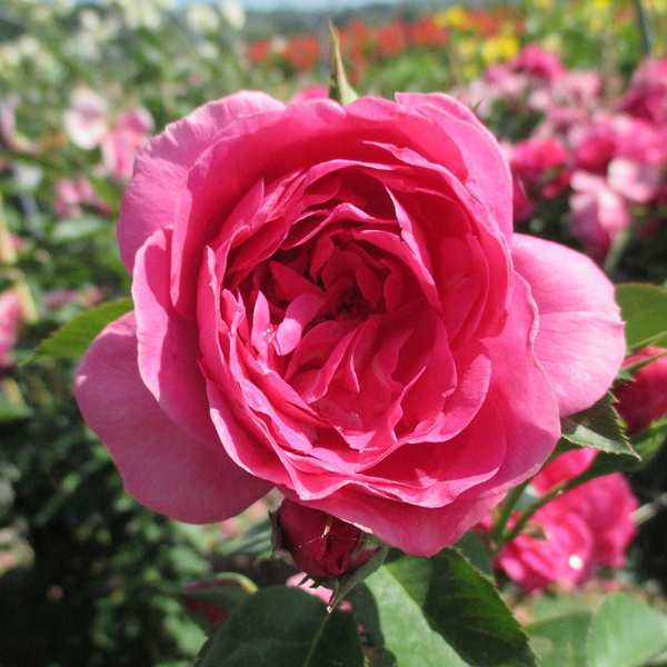 Роза Леа Ренессанс