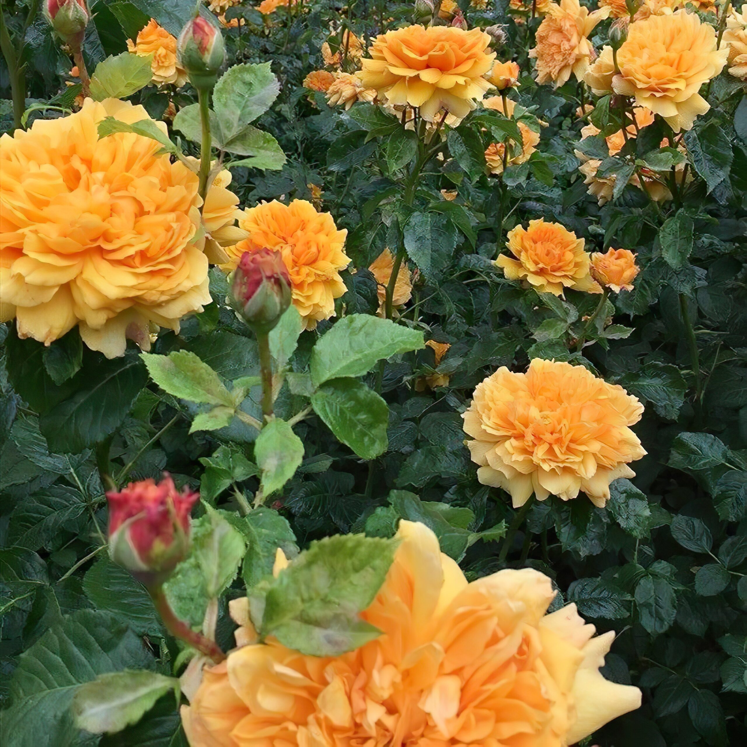 Роза Леа Туту 3