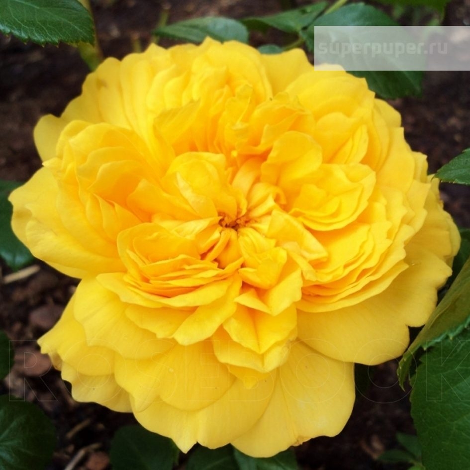 Роза Леа Туту 4