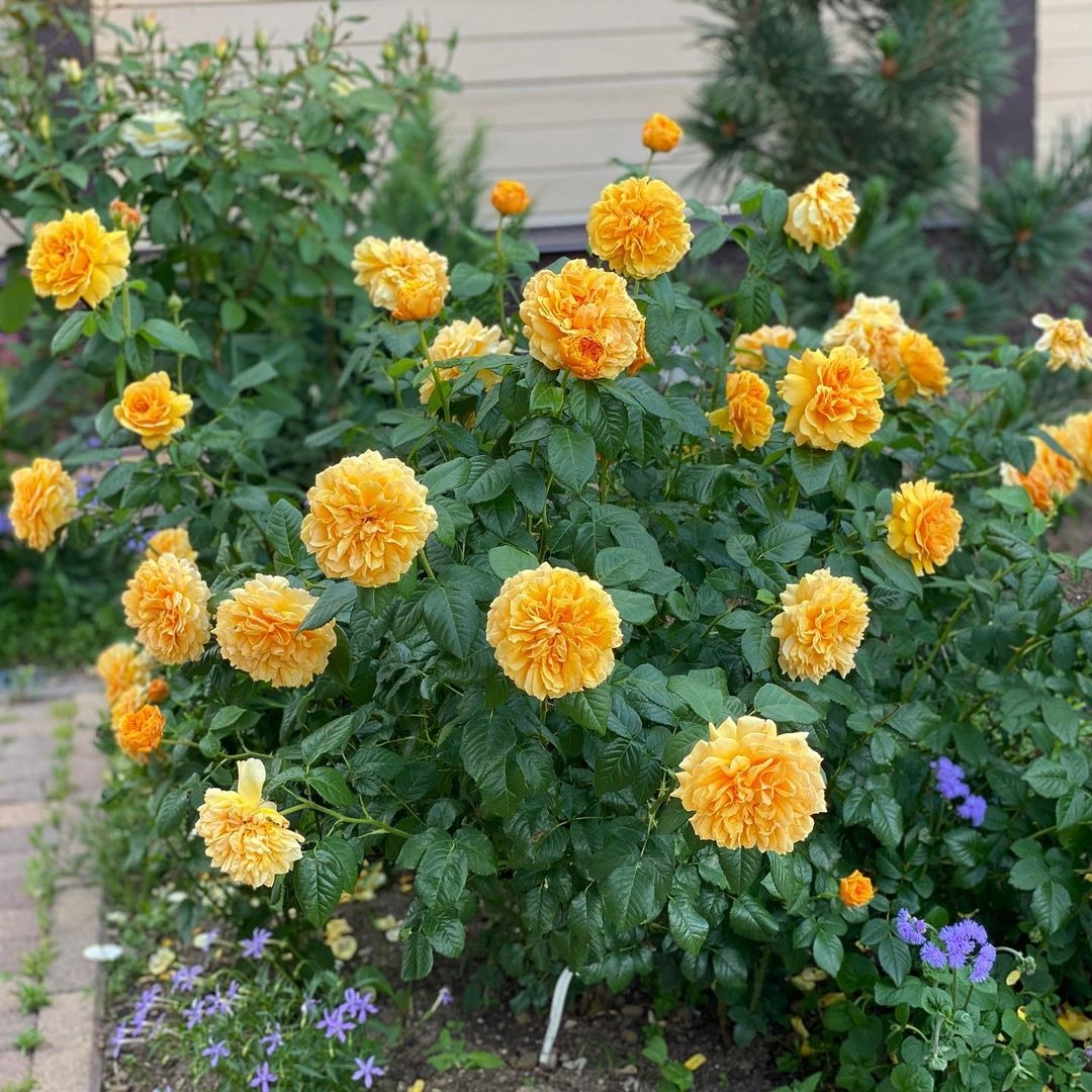 Роза Леа Туту 5