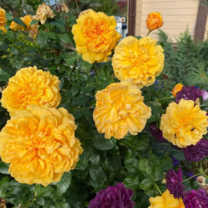 Роза Леа Туту