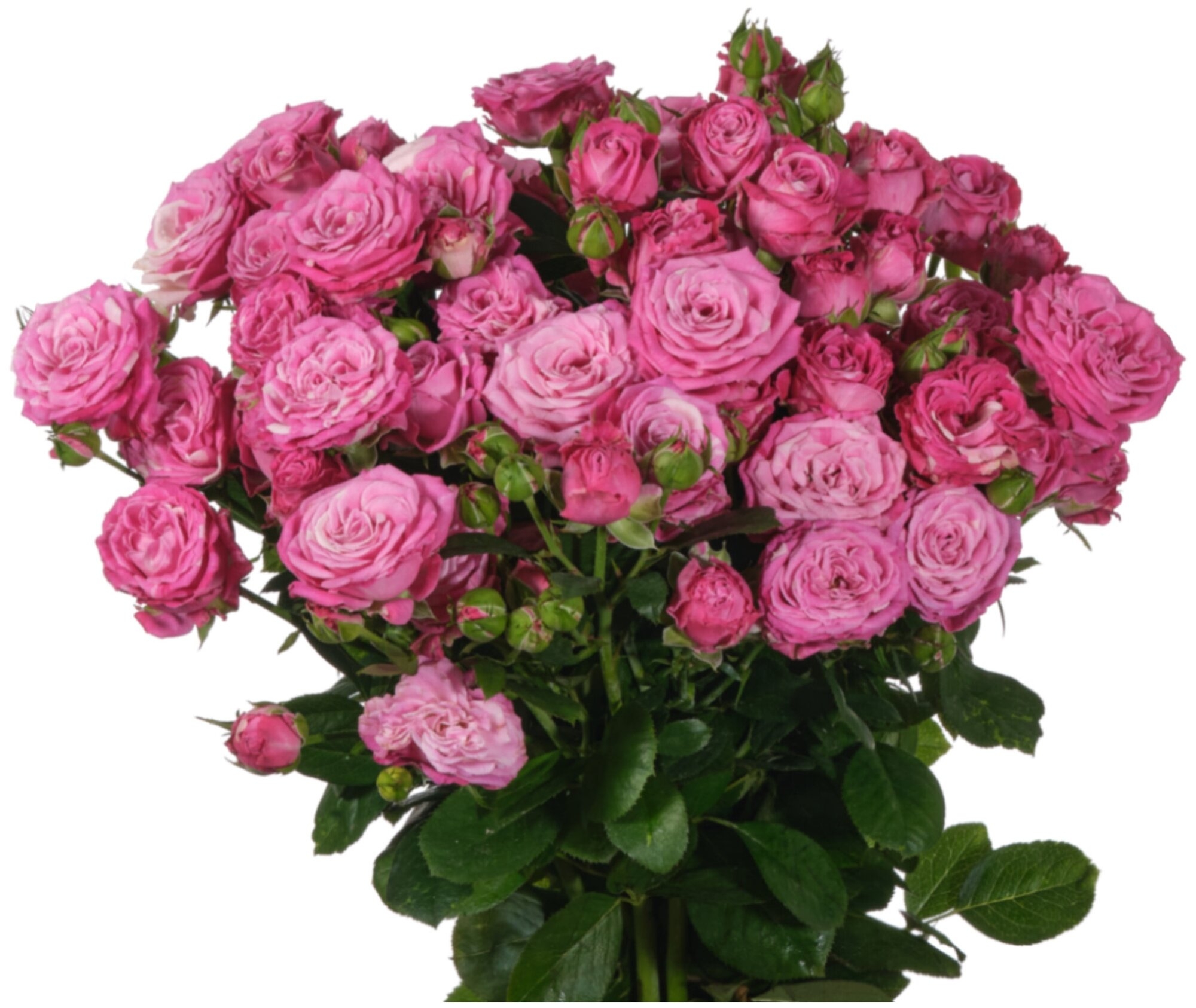 Роза Леди Бомбастик 3