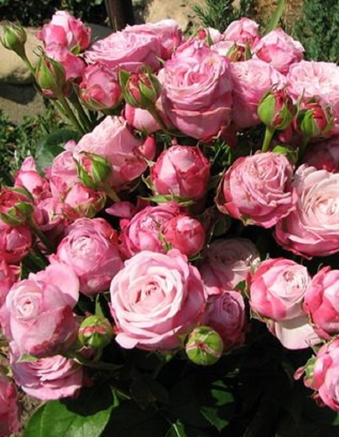 Роза Леди Бомбастик 4