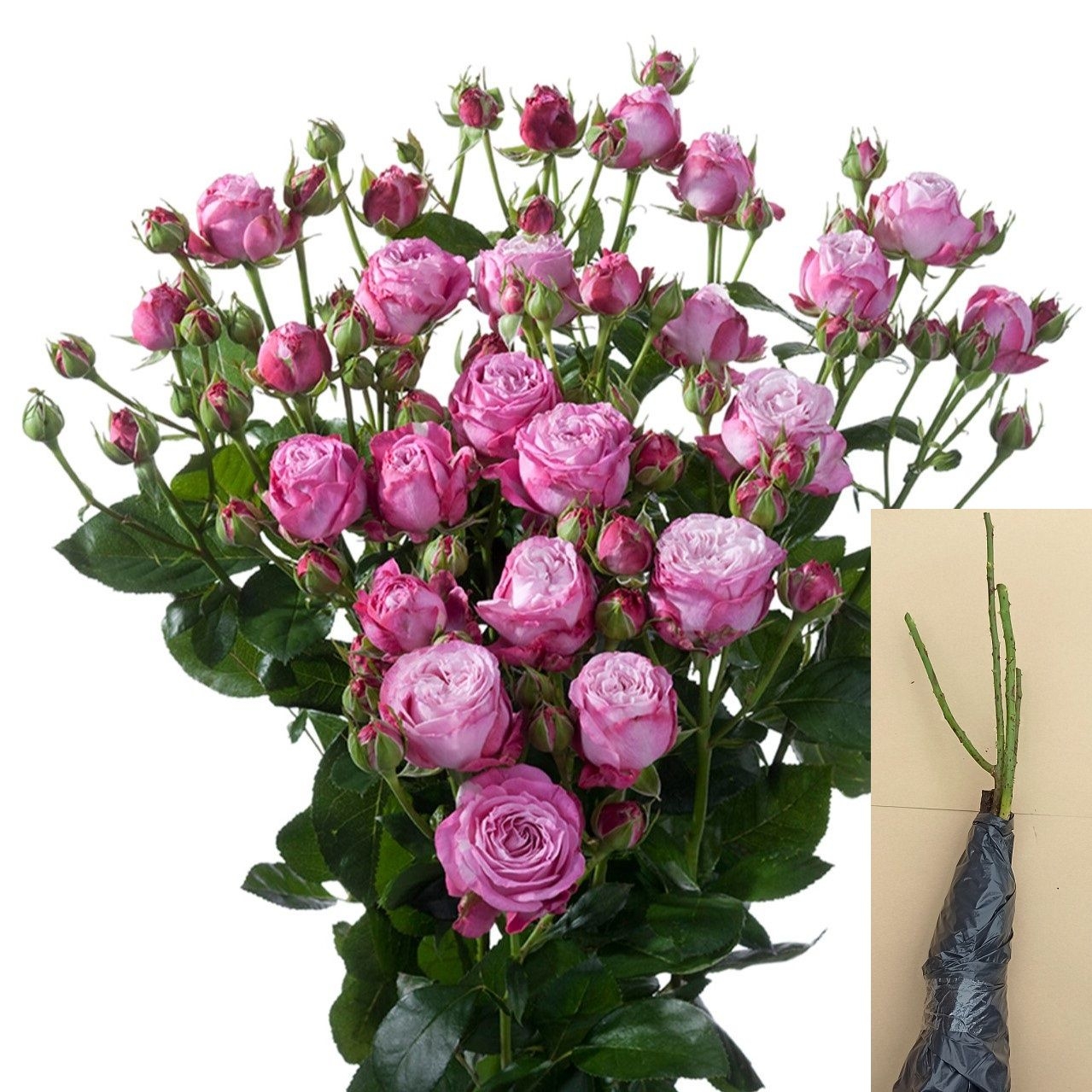 Роза Леди Бомбастик