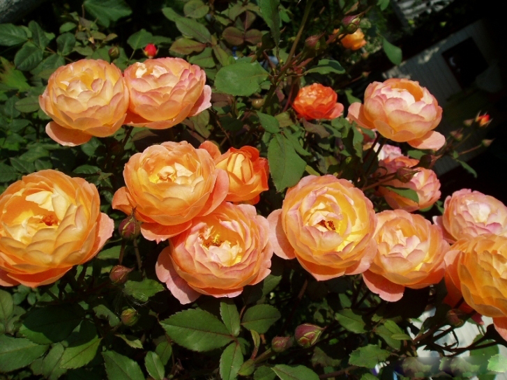 Роза Леди Эмма Гамильтон 3