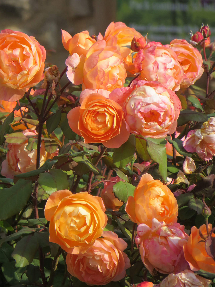 Роза Леди Эмма Гамильтон 4