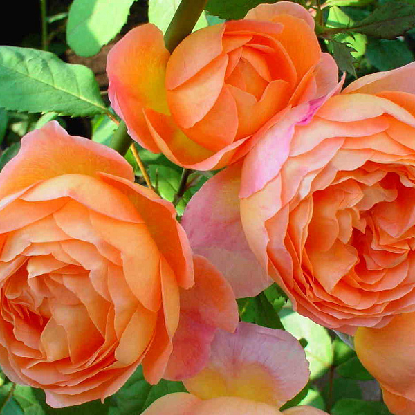 Роза Леди Эмма Гамильтон 5