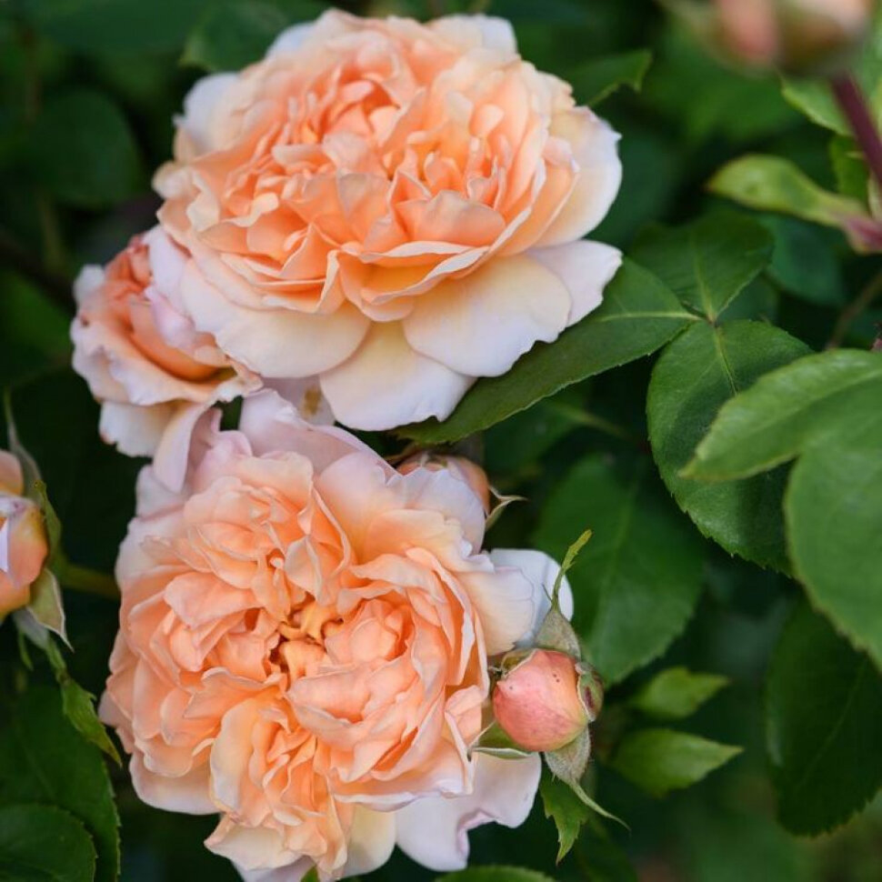 Роза Леди Гарднер 3