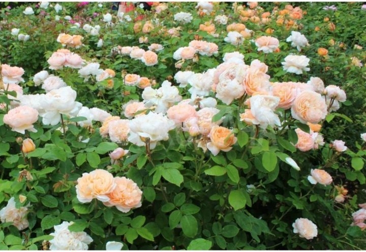 Роза Леди Гарднер 4