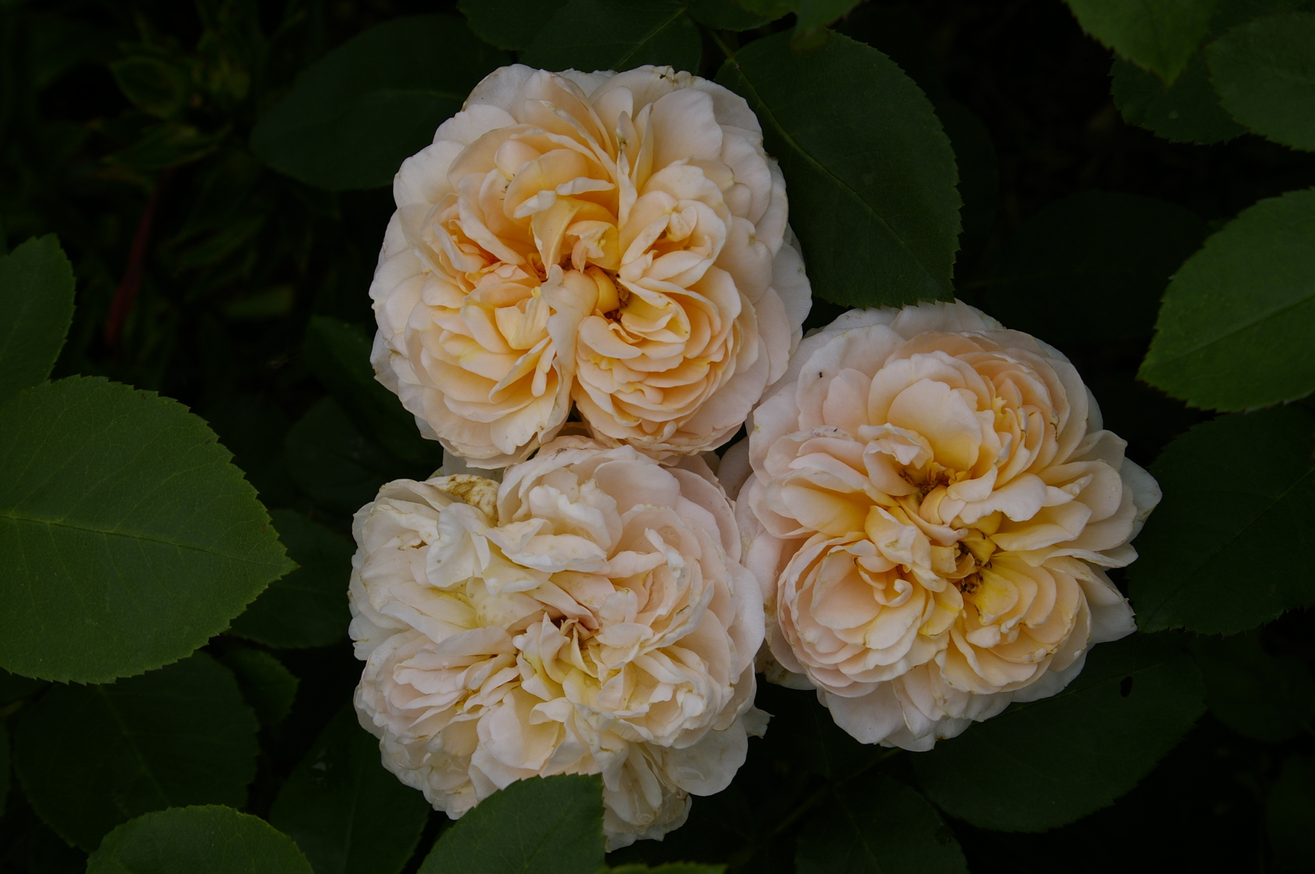 Роза Леди Гарднер 5