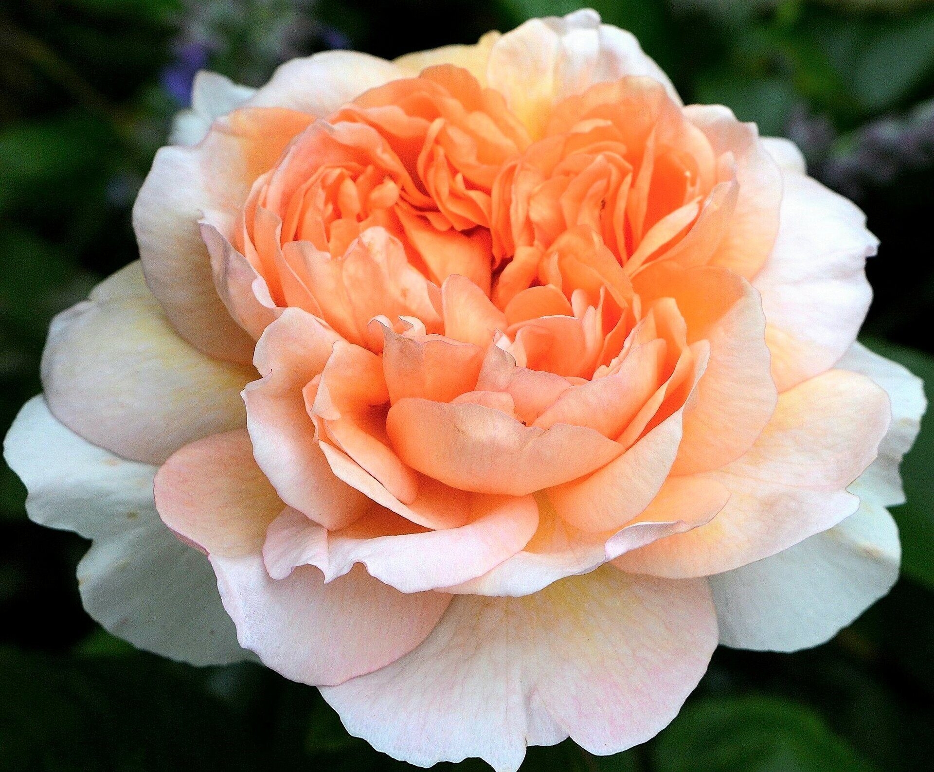 Роза Леди Гарднер 6