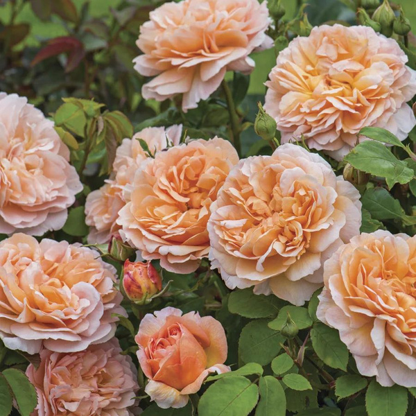 Роза Леди Гарднер