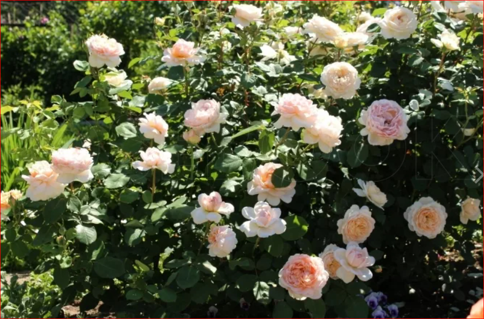 Роза Леди Гарднер 2