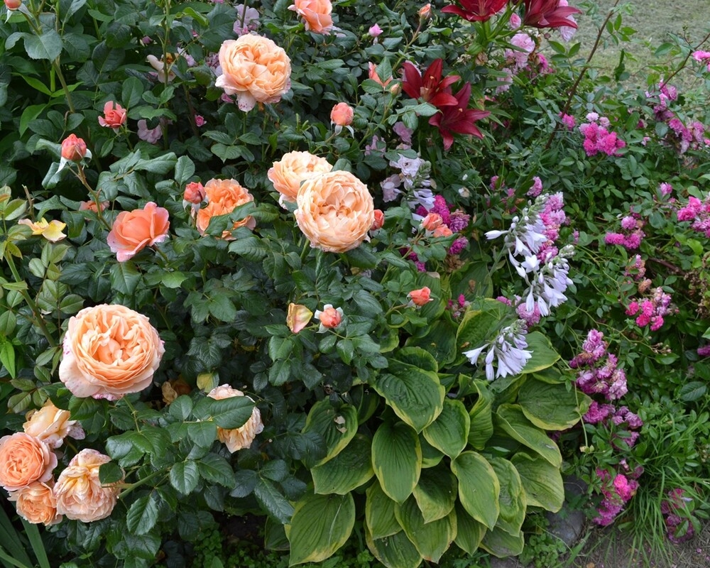 Роза Леди Капри 2