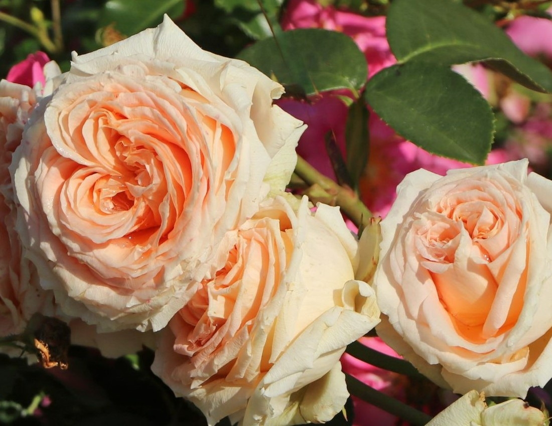 Роза Леди Капри 4