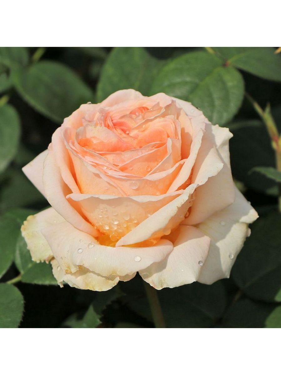 Роза Леди Капри 5