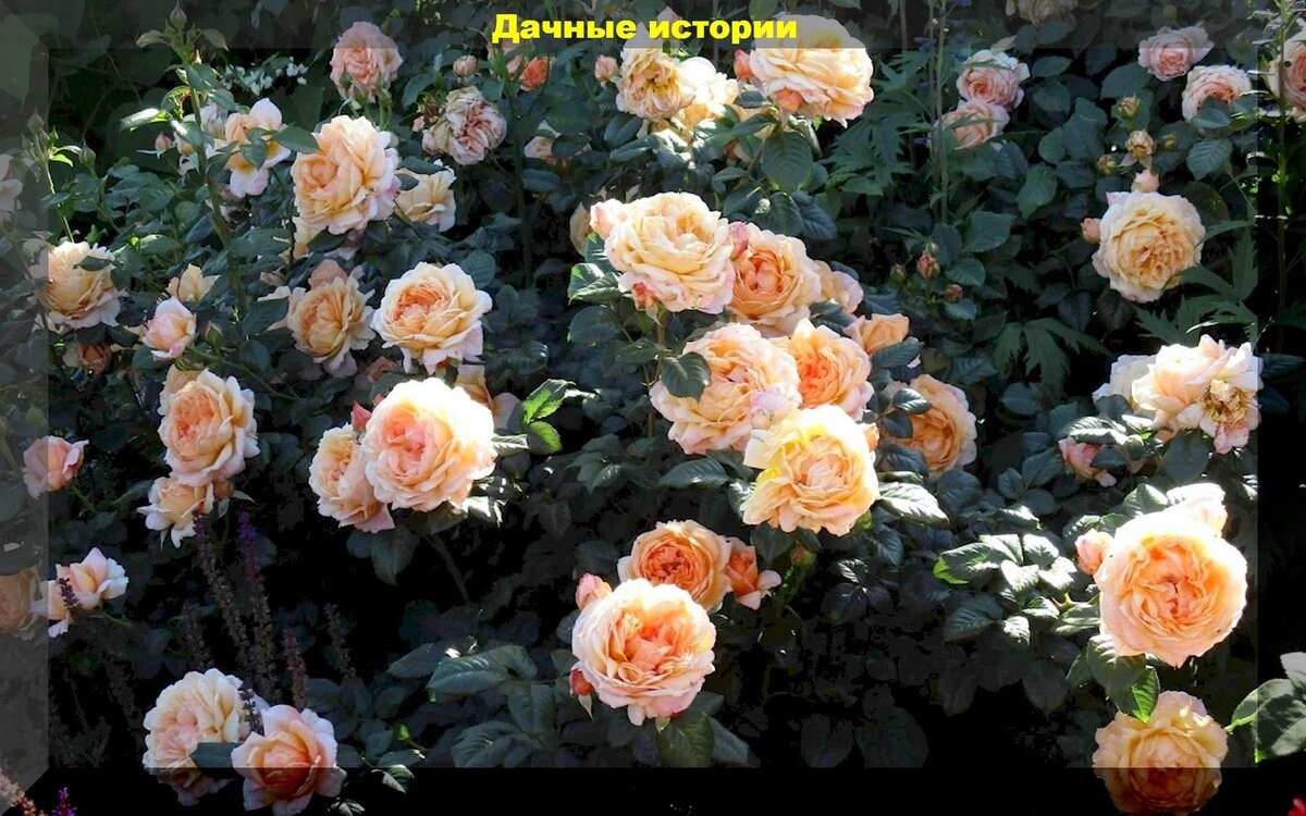 Роза Леди Капри