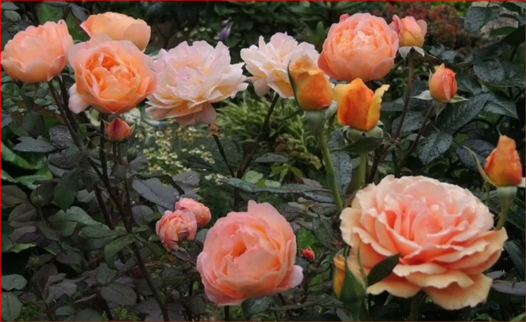 Роза Леди Капри 3