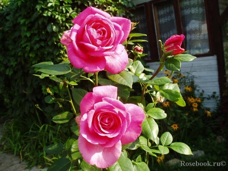 Роза Леди Лайк 2