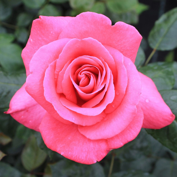 Роза Леди Лайк 3