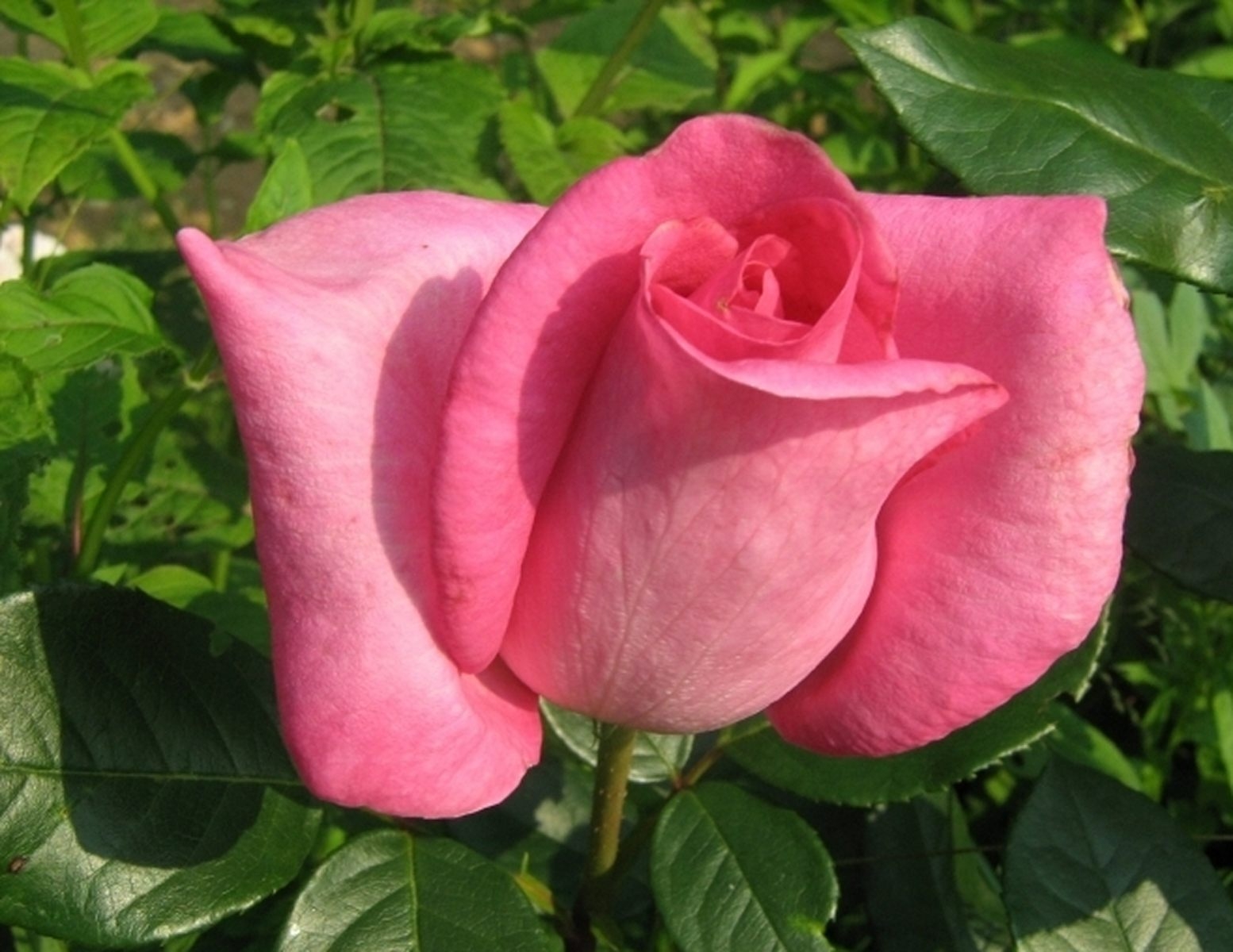 Роза Леди Лайк 4