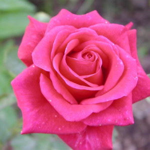 Роза Леди Лайк