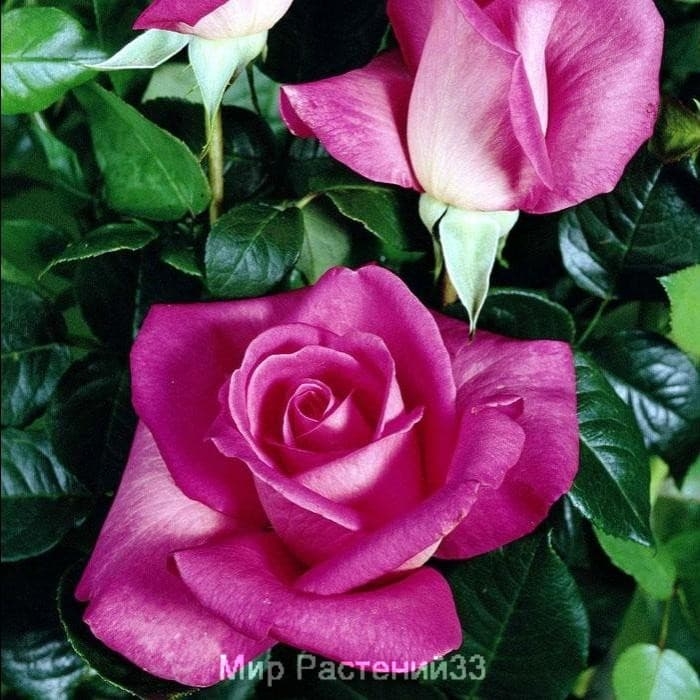 Роза Леди Лайк 5