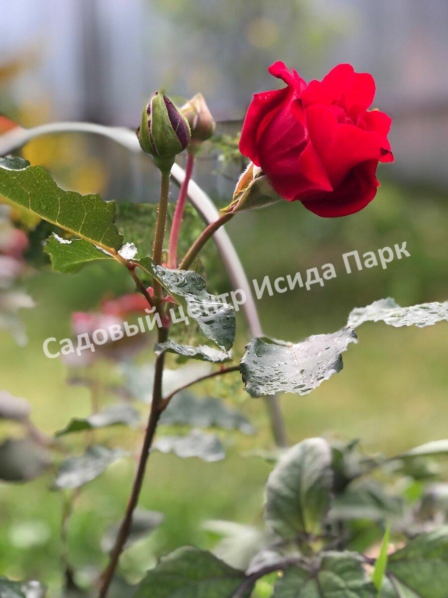 Роза Леди Мария 2