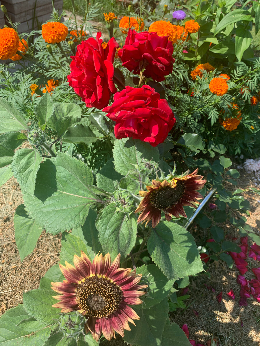 Роза Леди Мария 3