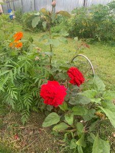 Роза Леди Мария